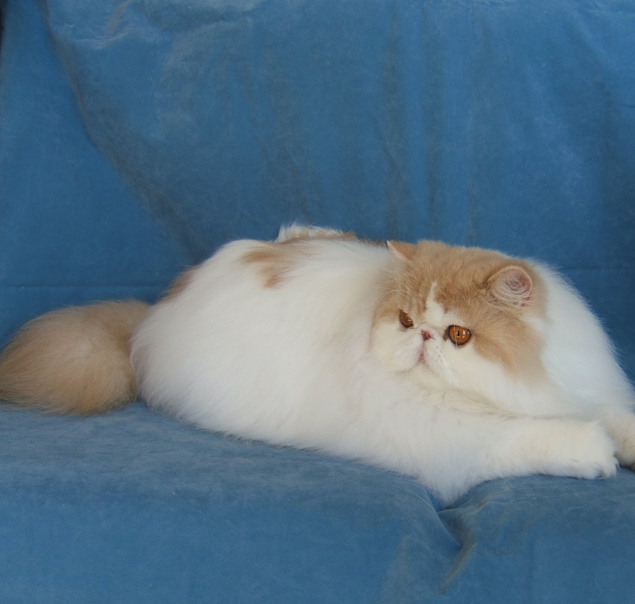 Персидский котенок биколор