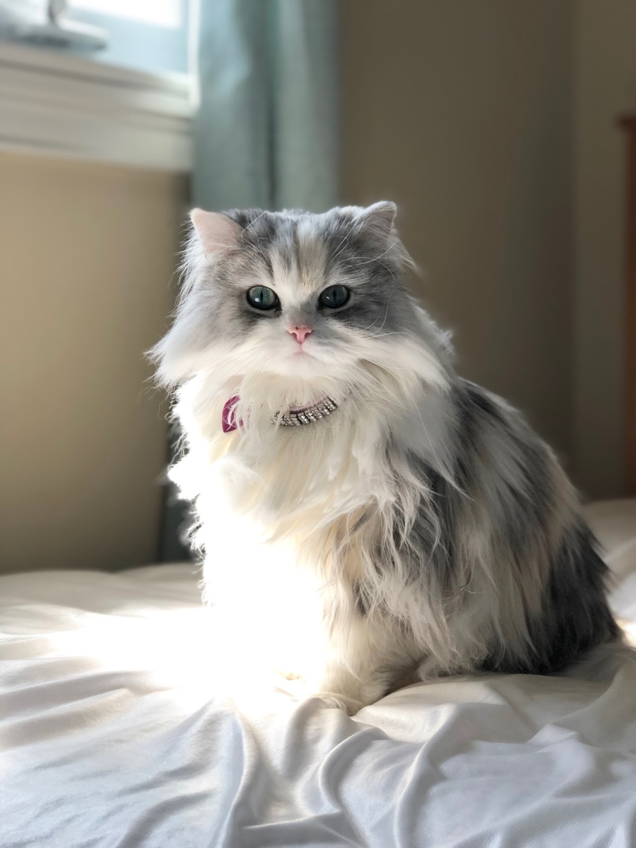 Персидская кошка Эстетика