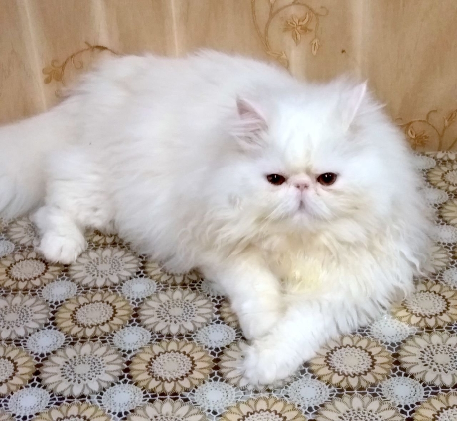 Классический белый персидский кот