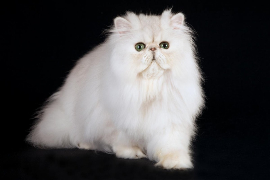 Персидская шиншилла рыжая