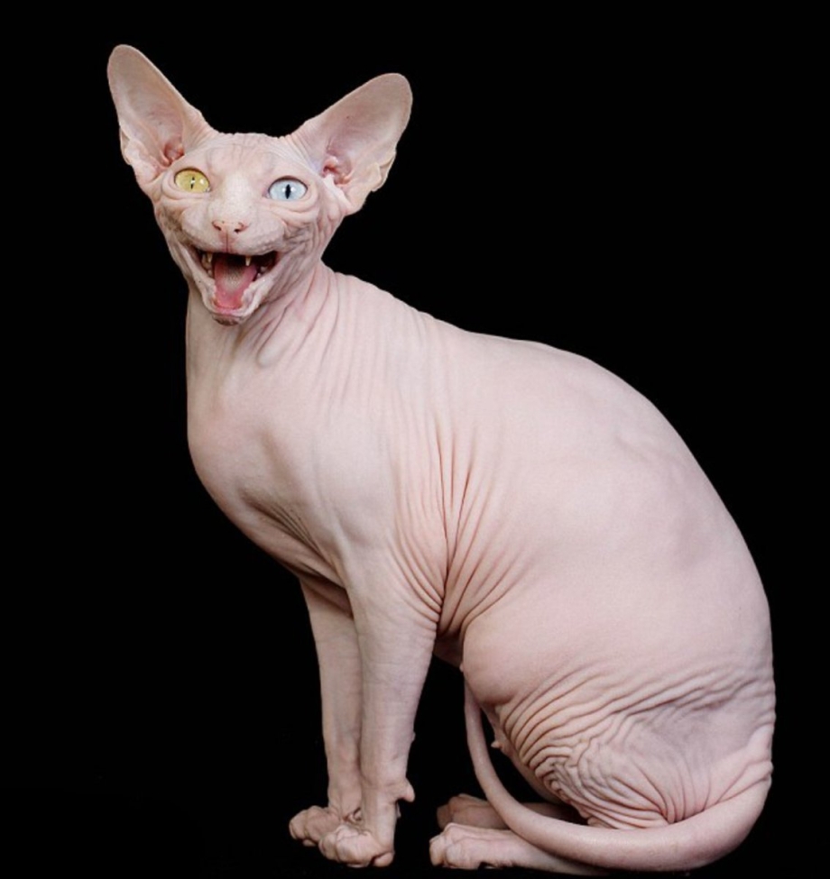 Сфинкс кошка