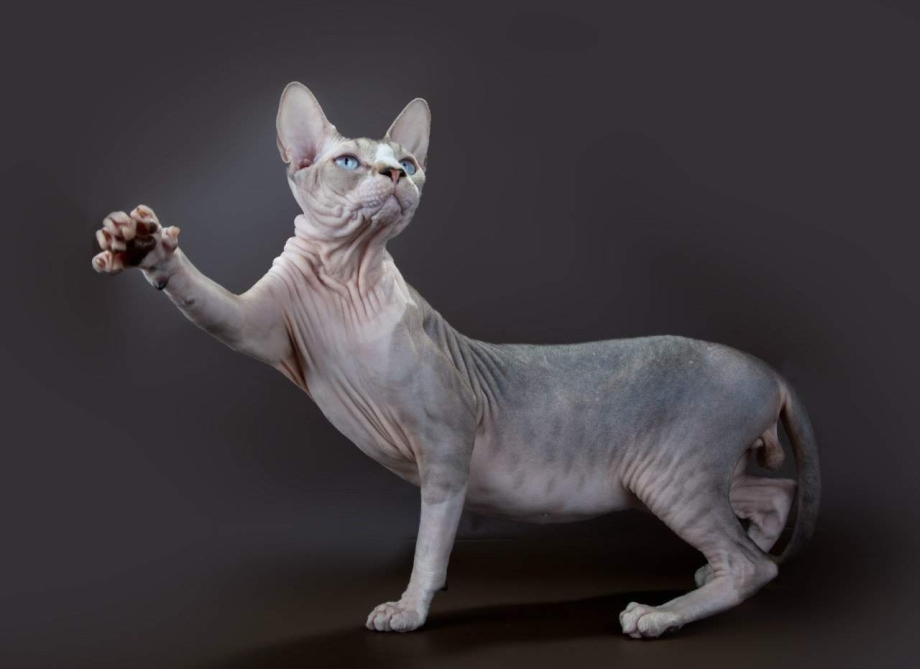 Сфинкс кошка