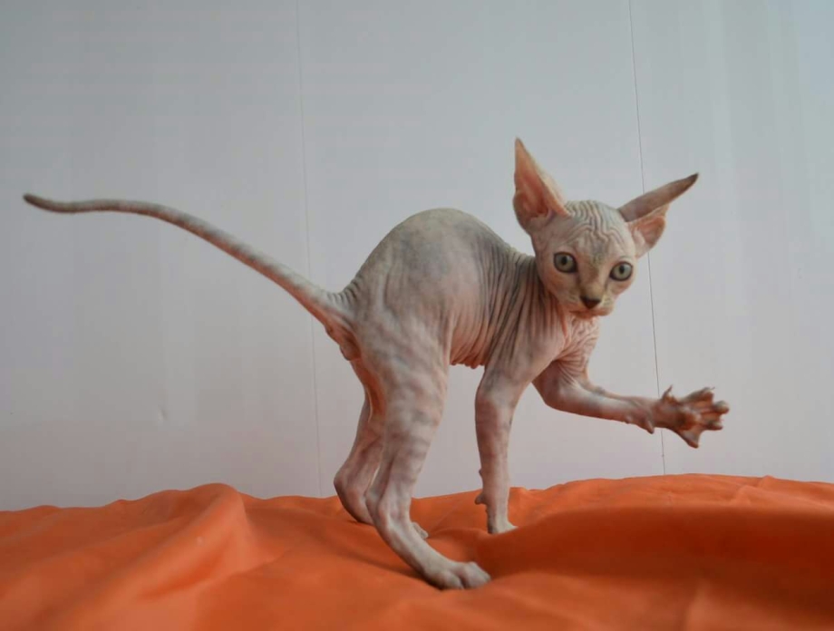 Сфинкс кот