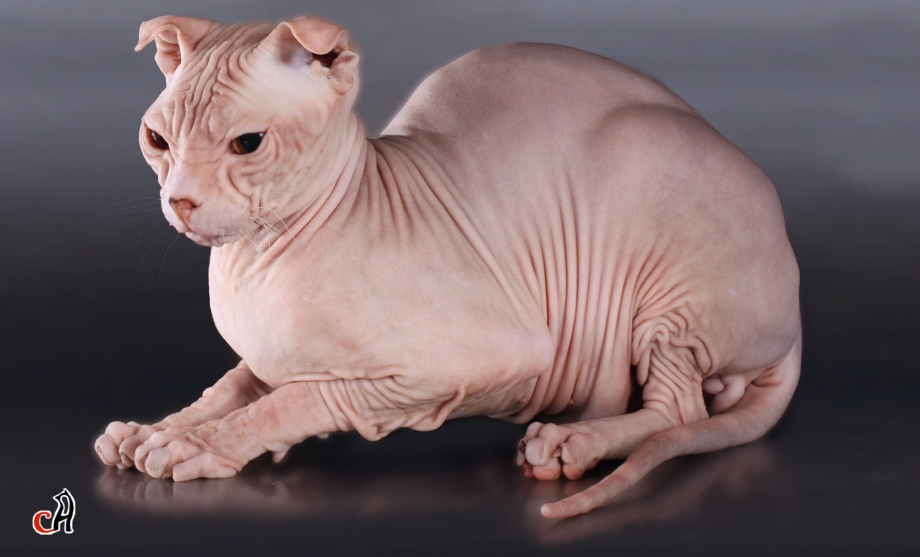 Донской Скиф кошка