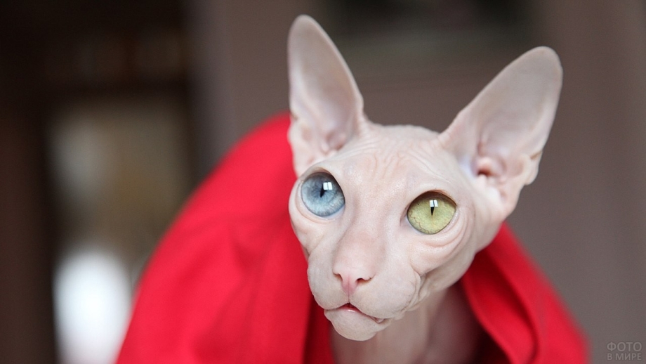 Сфинкс кошка