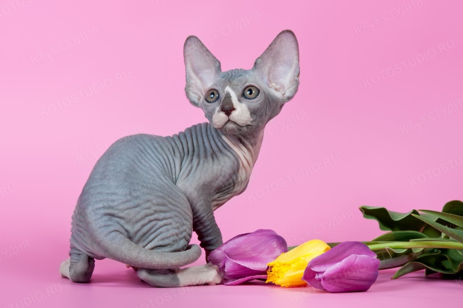 Сфинкс кошка