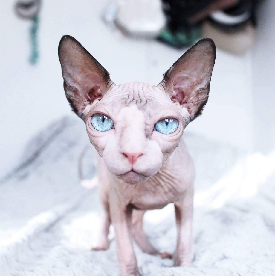 Невский сфинкс кошка