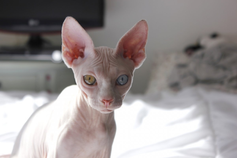 Кошка сфинкс альбинос