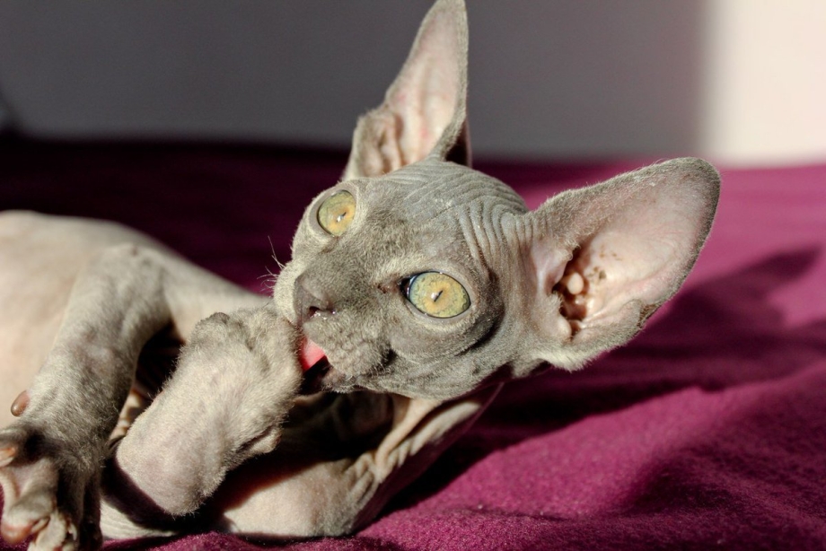 Сфинкс кошка