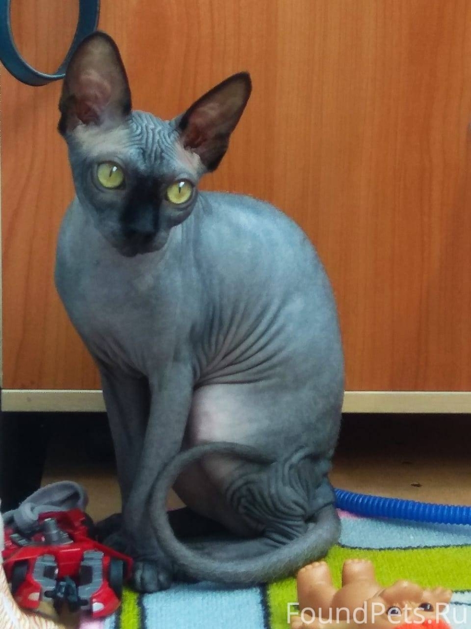 Голубой сфинкс кошка