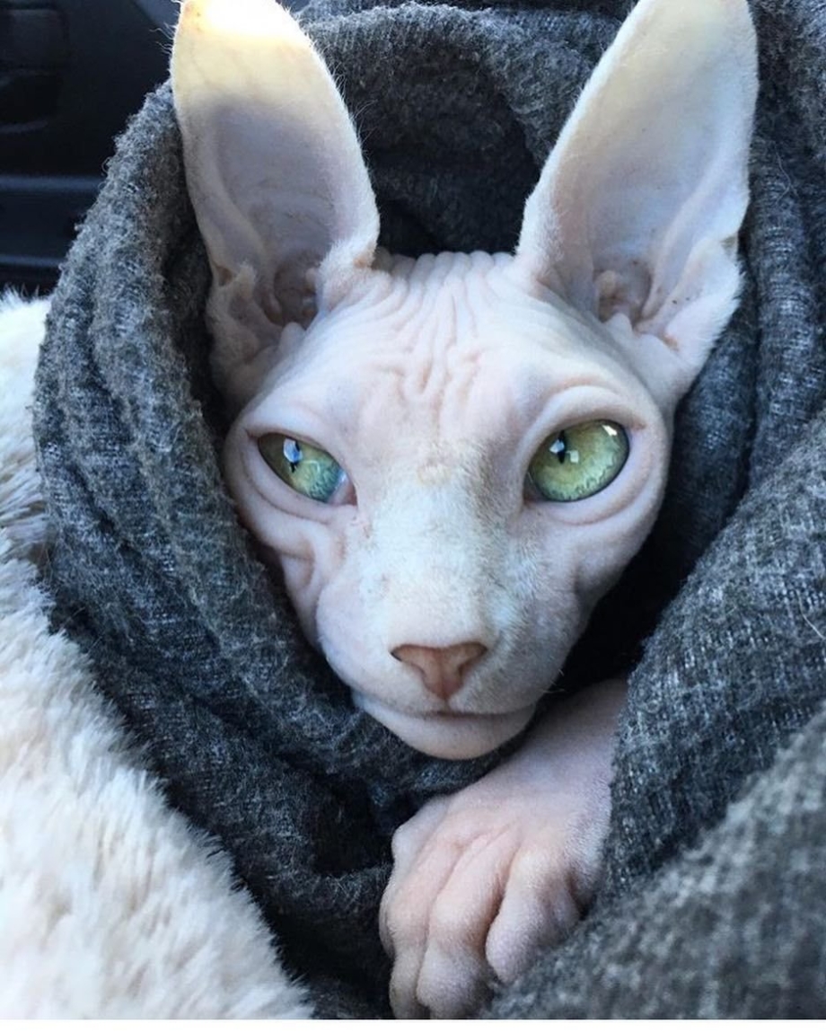 Сфинкс кошка