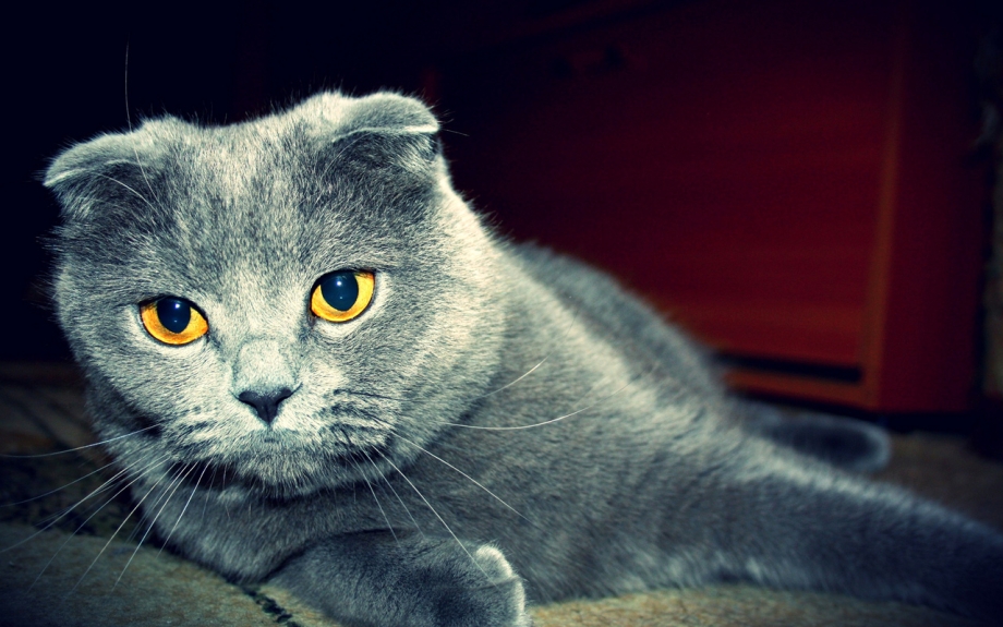 Британский вислоухий кот