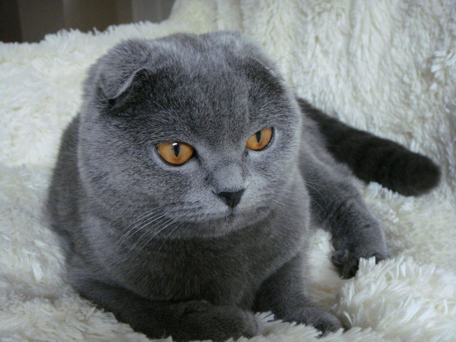 Британская короткошёрстная кошка вислоухая
