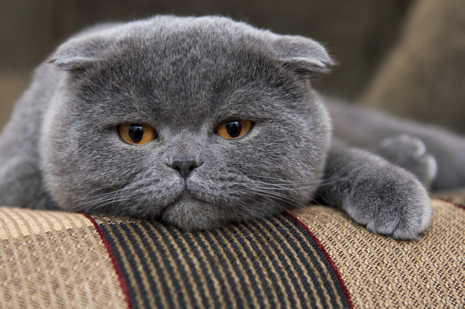 Британский вислоухий кот