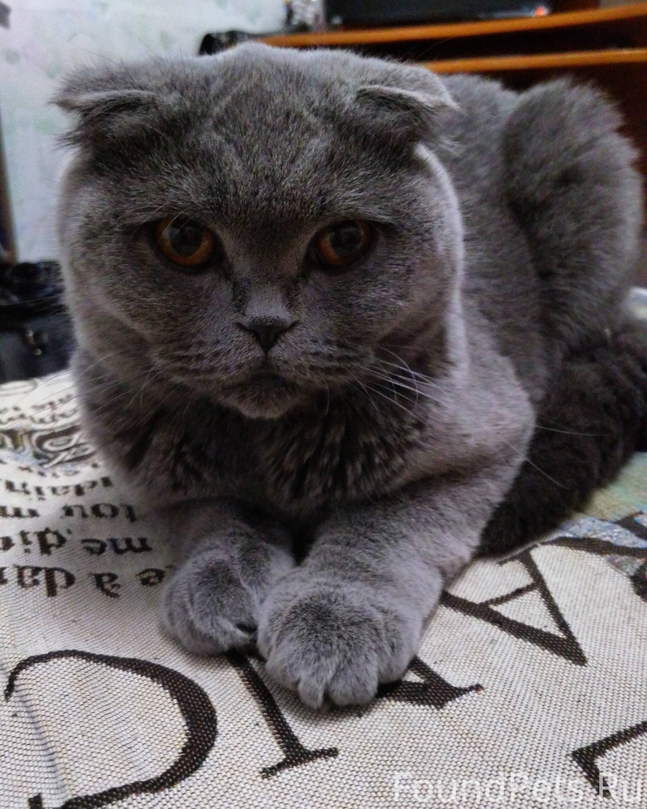 Шотландский скоттиш фолд серый