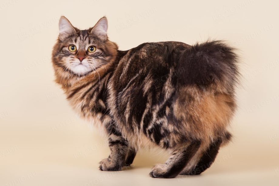 Кимрик Уэльская кошка