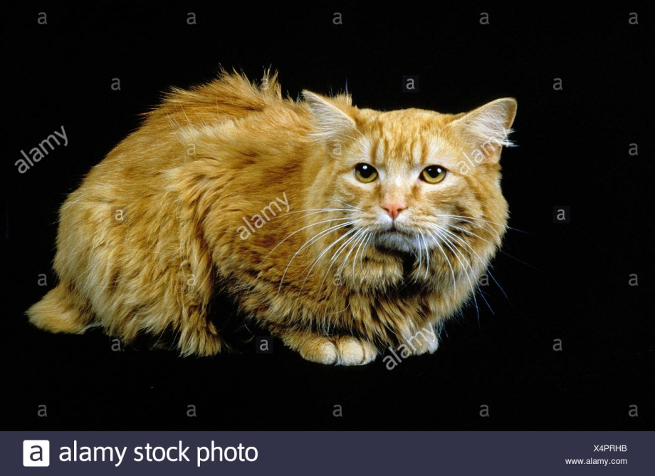 Кимрик кошка