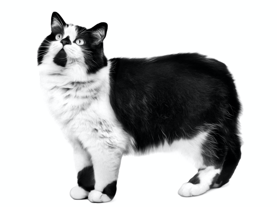 Кимрик кошка черная
