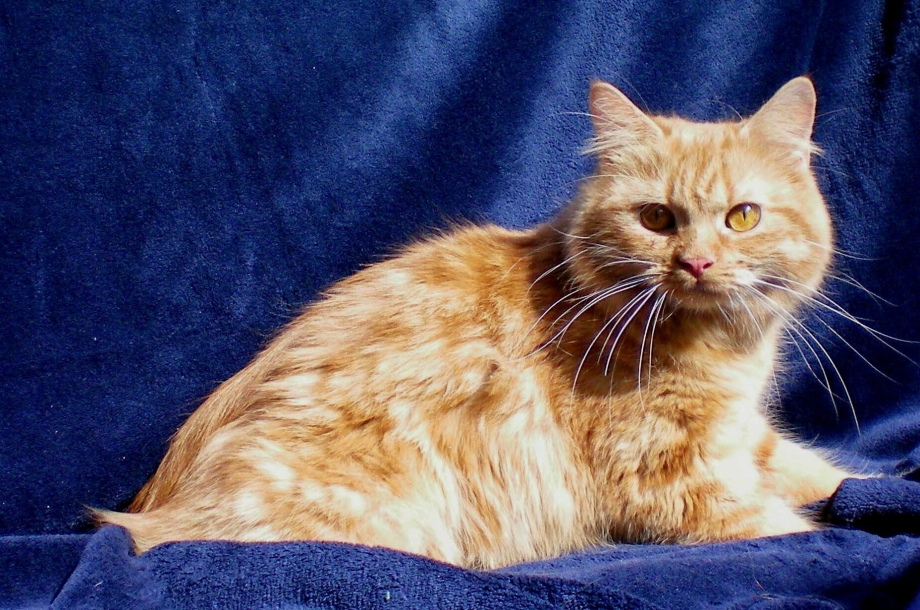 Кимрик Уэльская кошка