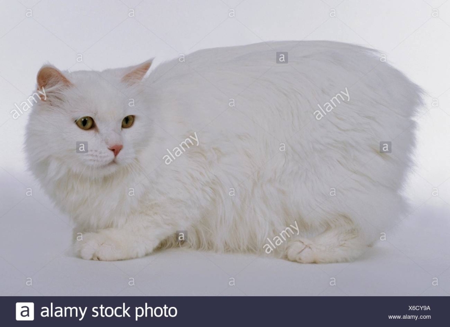 Кимрик Уэльская кошка