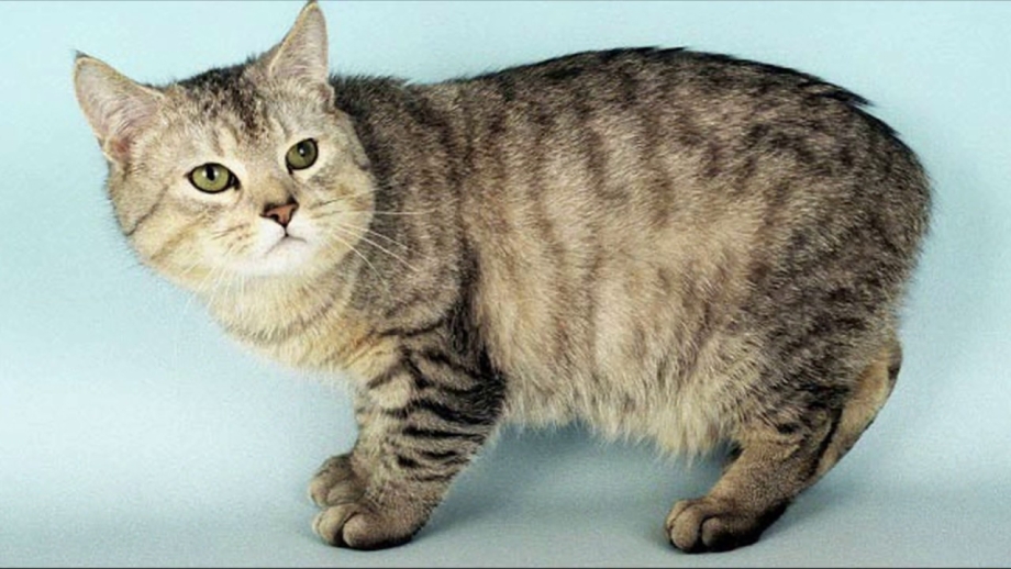 Кошка Мэнкс питомник