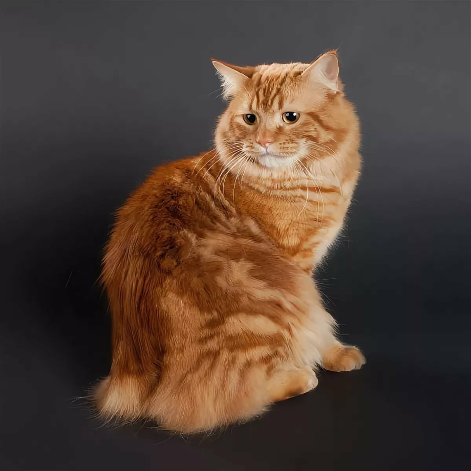 Уэльский Кимрик