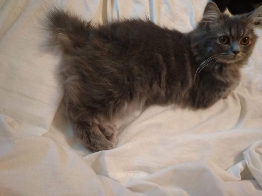 Кимрская кошка