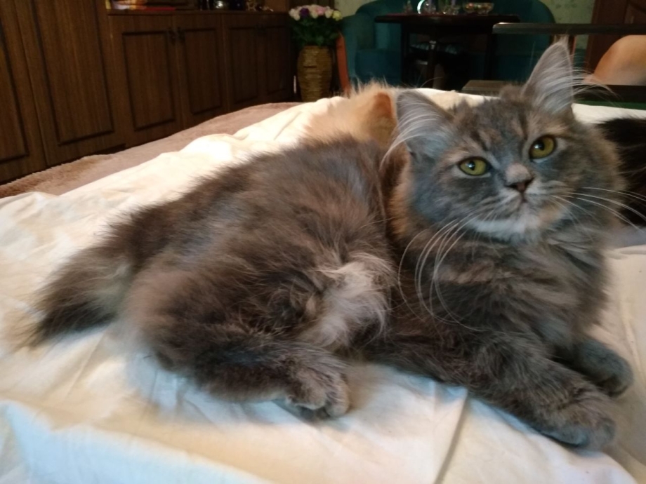 Кот породы Мэнкс