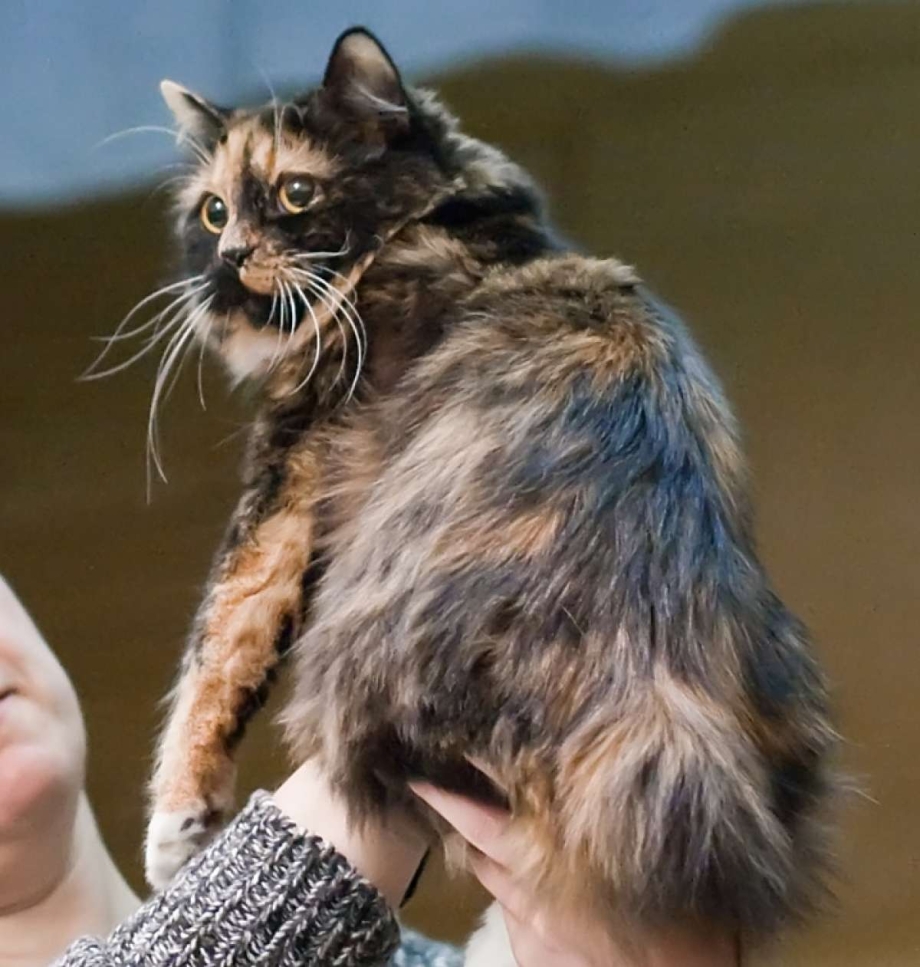 Кимрийская кошка