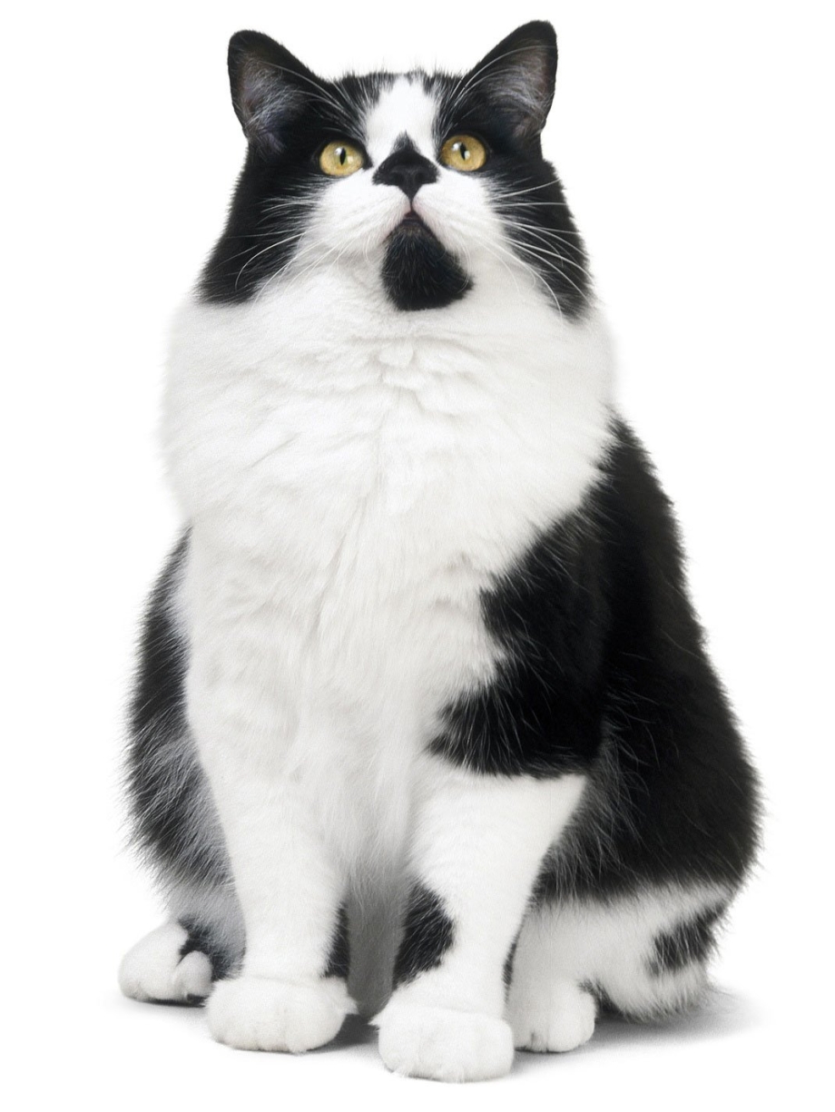 Кимрик кошка черная