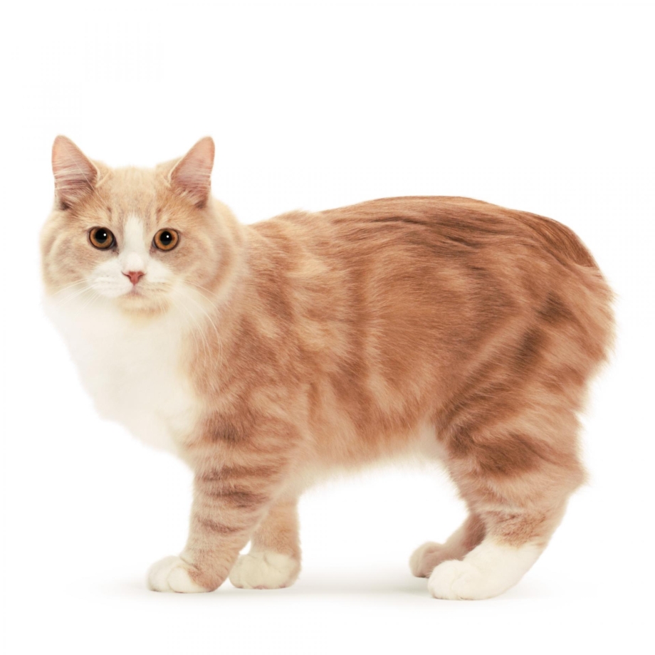 Кимрик кошка