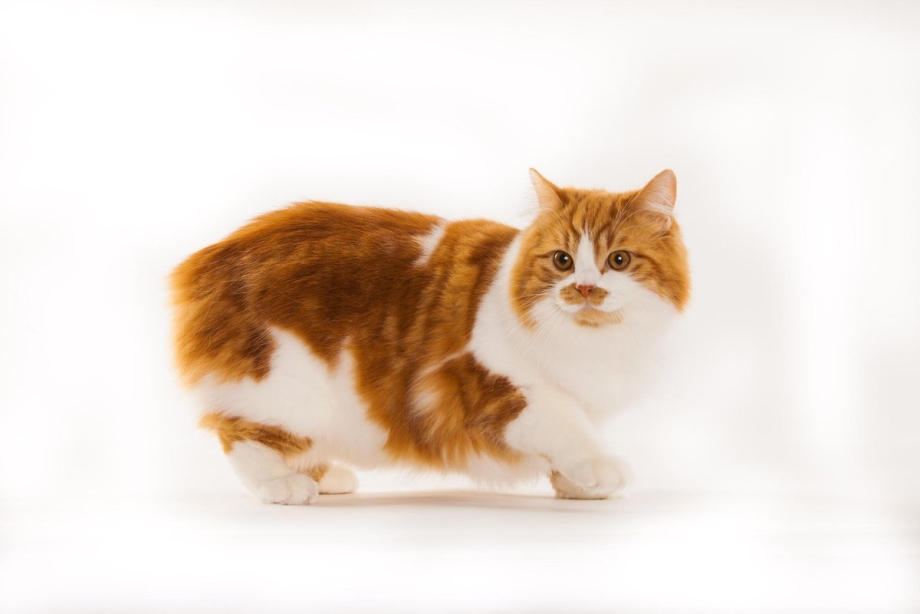 Кимрик короткошерстная