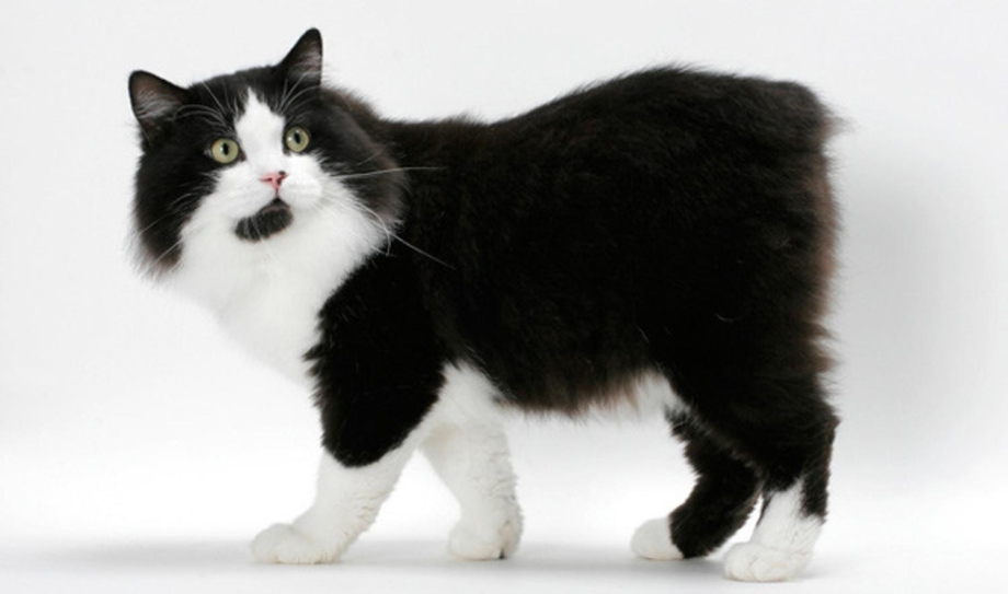 Кимрик Уэльская кошка