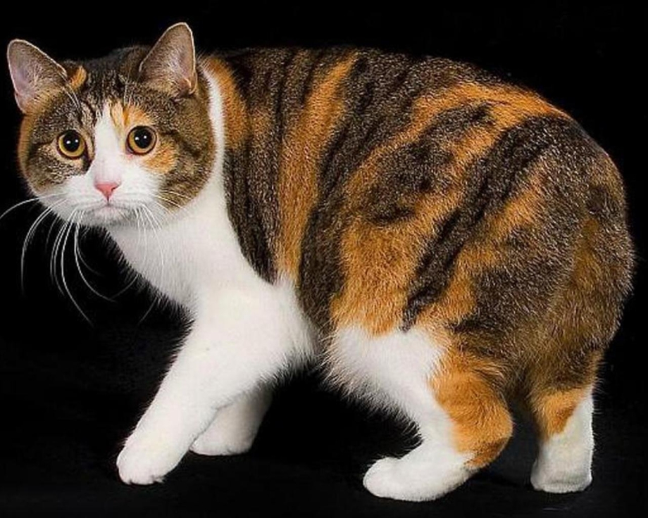 Кимрик Уэльская кошка