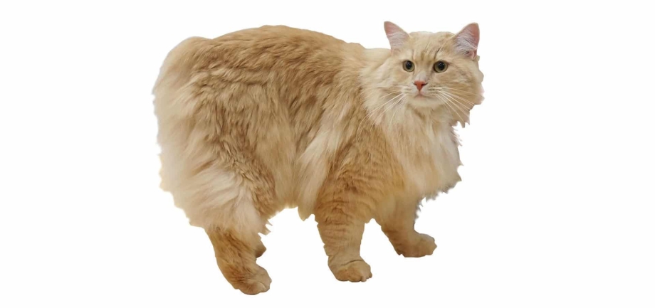 Кимрик кошка
