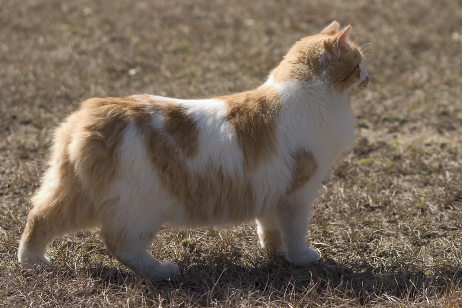 Фото котят кимрика