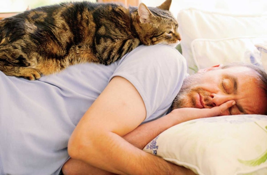 Коты спят на человеке