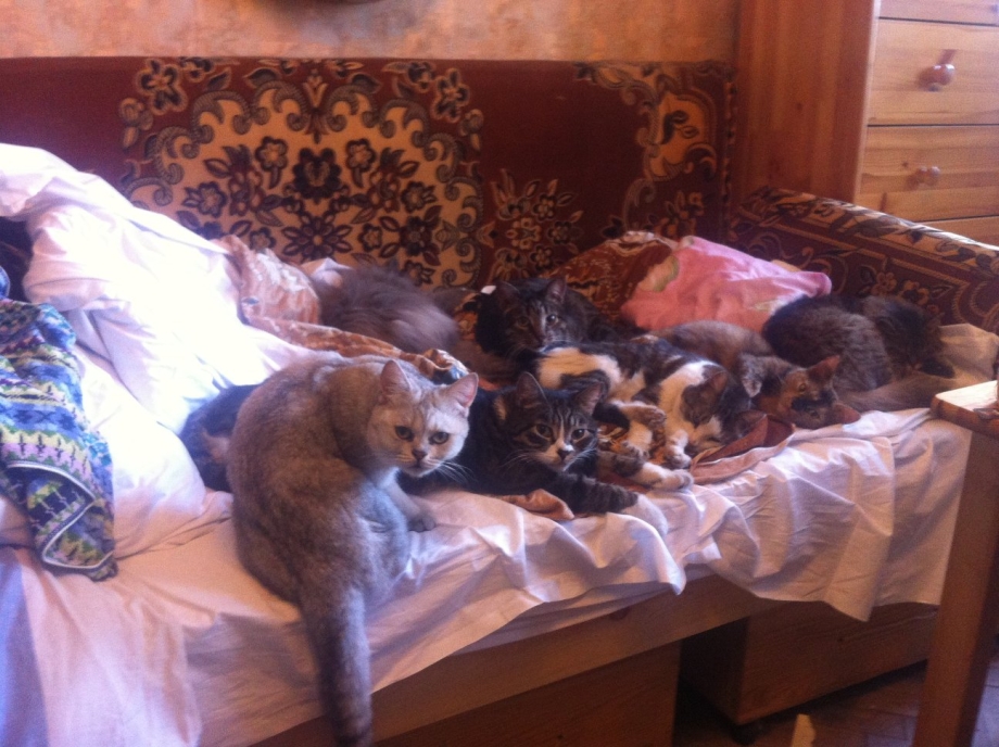 Много котов спят