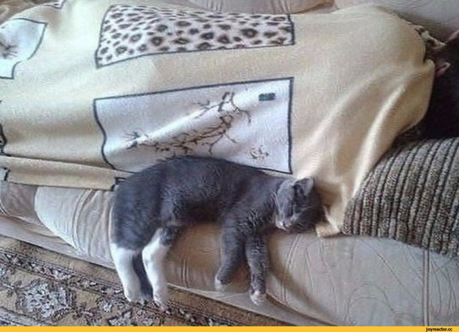 Кот мордой в подушку