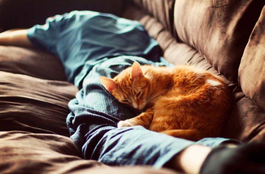 Спящий парень и кот