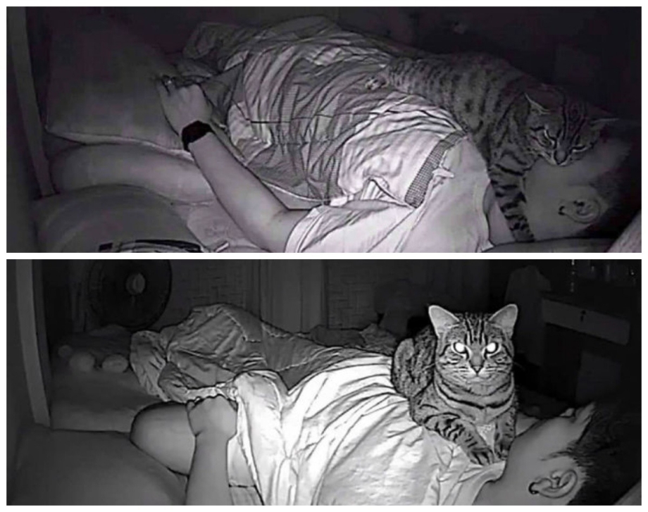 Кот охраняет сон