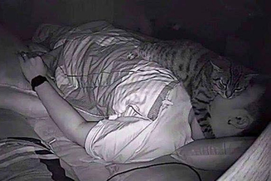 Кот спит на человеке во сне