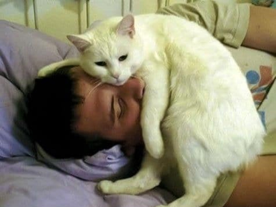 Кошка будит хозяина