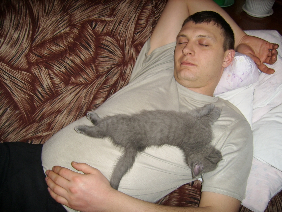 Коты спят с хозяевами