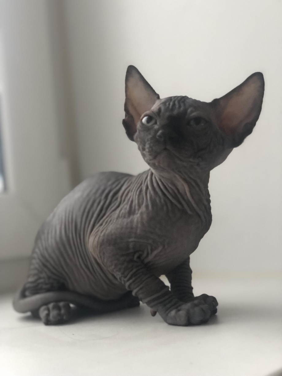 Канадский сфинкс котята