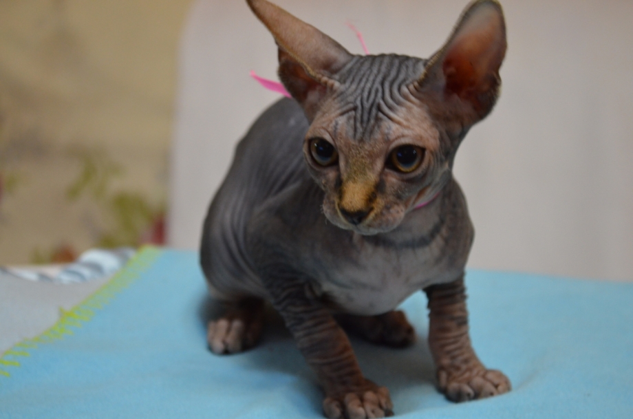 Голубой сфинкс котенок