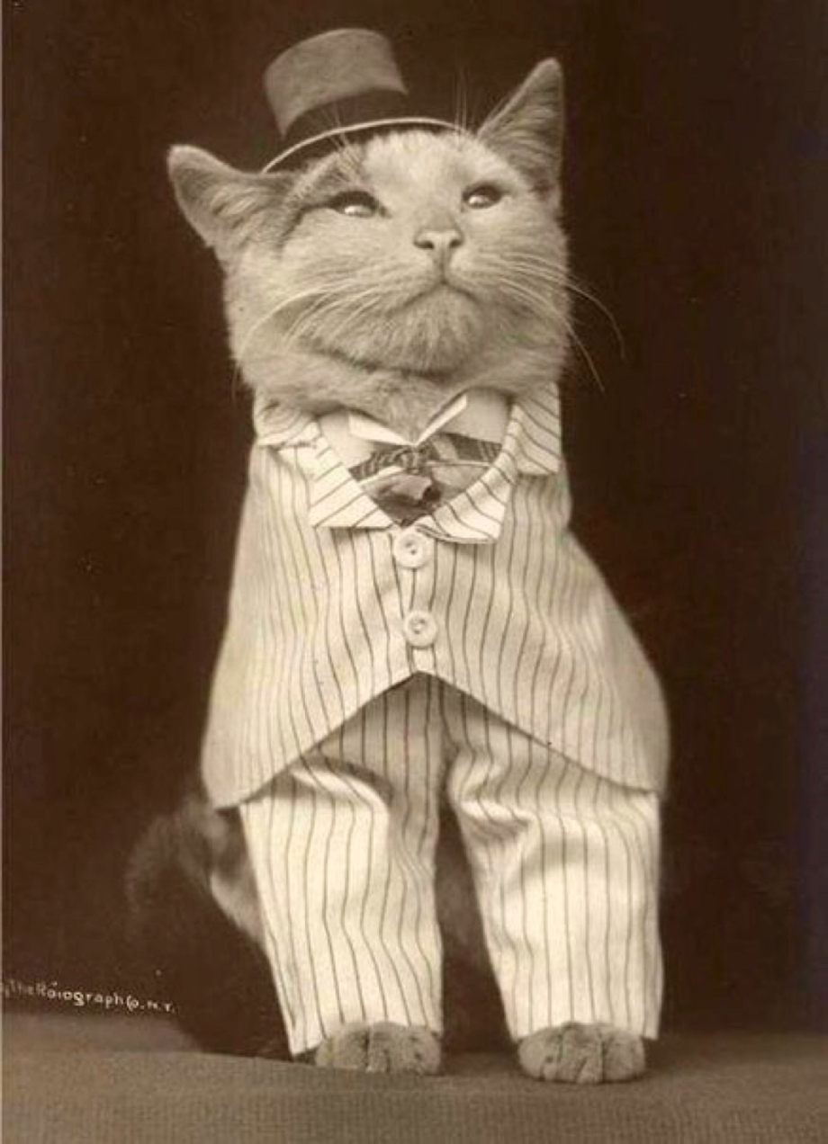 Котик в штанишках