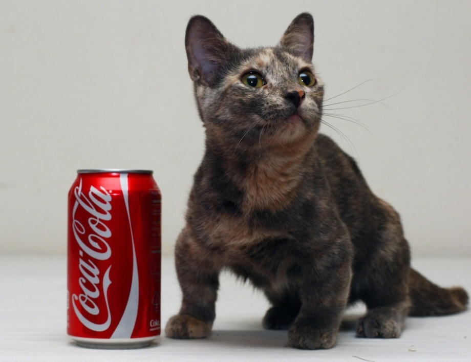 Мистер Пибблз кот
