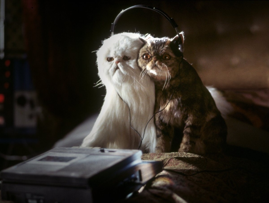 Фрэн БОУ кот