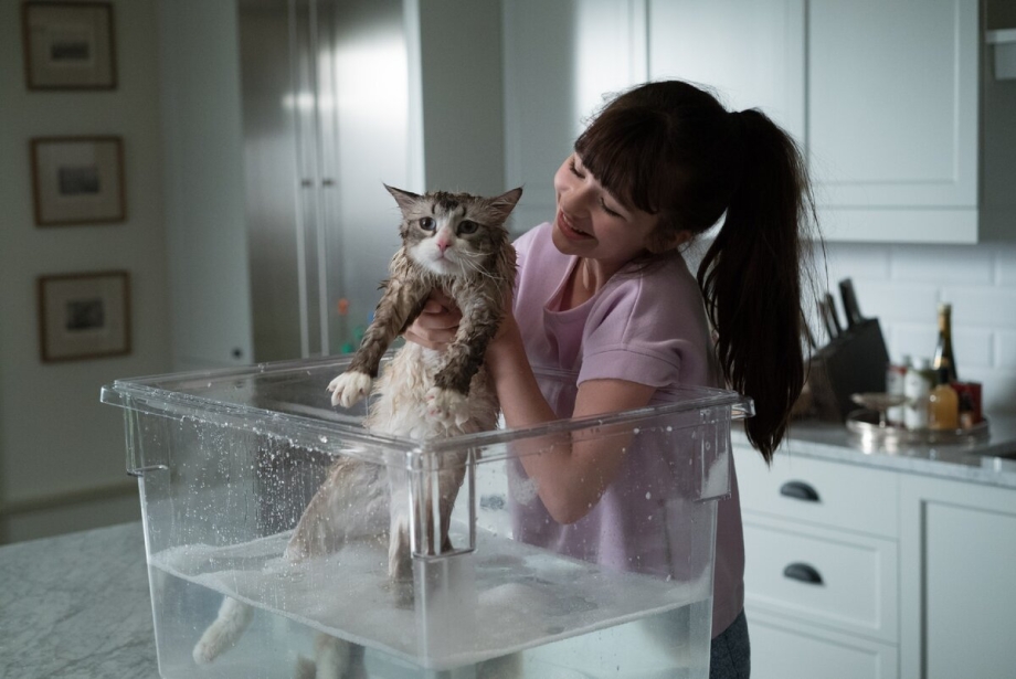 Господин кот